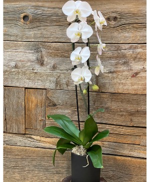 Single Water Fall   Orchid 