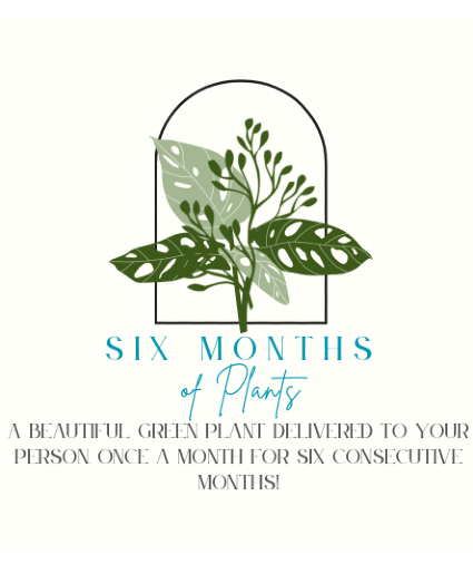 Six Months of Plants Green Plants