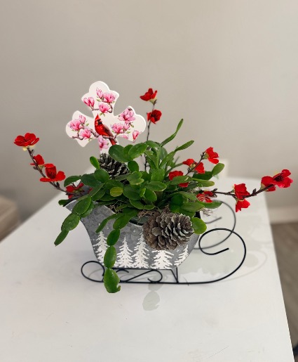 Sleigh with Christmas Cactus Plant 