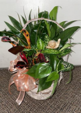 Sliding Through Your Day Dish Garden  Assorted Plants (local delivery only)