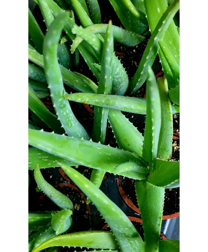 Small Aloe Vera 