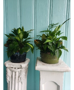 SMALL/MEDIUM DISHGARDEN PLANTS