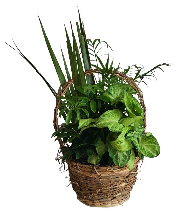 Small Basket Dishgarden Plant in Allegan, MI | Allegan Floral and Gifts