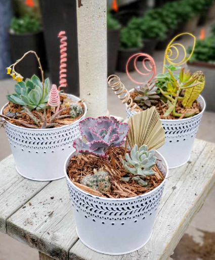 Small Boho Succulent Arrangement 