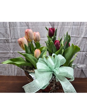 Small Bulb Gardem 