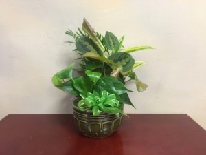 Small Ceramic Dish Garden Dish Garden