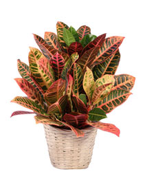 Small Croton House Plant