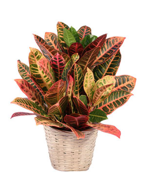 Small Croton House Plant