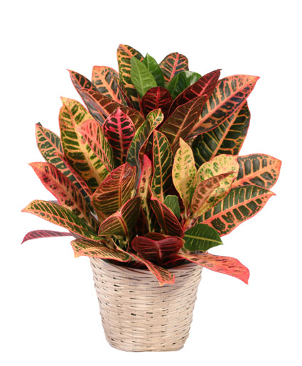 Small Croton House Plant