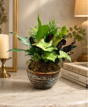  Small Dish Garden  Plant 