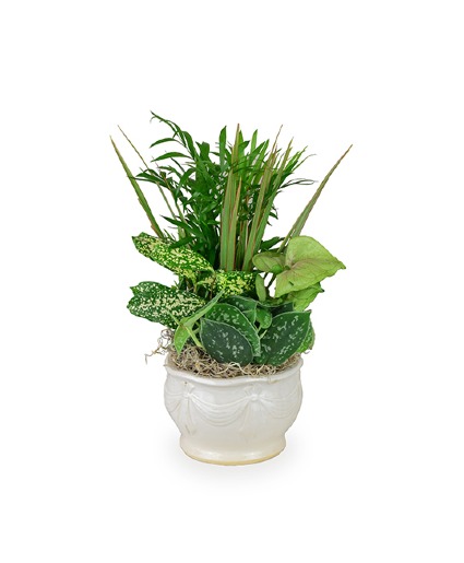 Small Dish Garden Plant- Fresh 