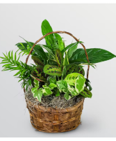 Small Garden Basket Plants