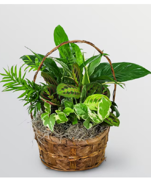 Small Garden Basket Plants