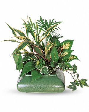 Small Dish Garden 