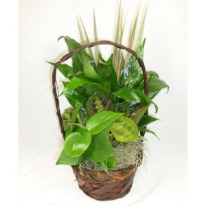 Small Green Planter plants