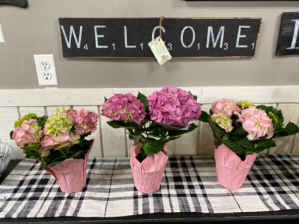 Small Hydrangea  Plant