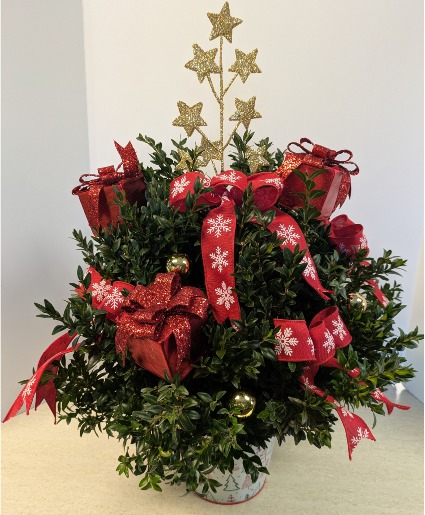 Small Boxwood Tree  -   NFS-C30