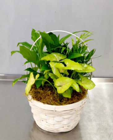 Small Mixed Green Plants Plants