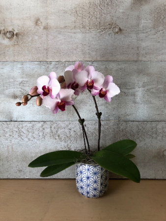 Mini Double Stem Orchid in  pot Flowering Plant