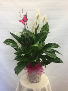 Dressed Peace Lilly Single Plant Basket