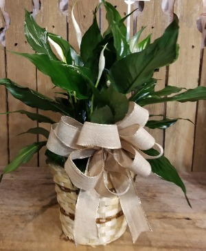 Small Peace Lily Peace Lily Plant