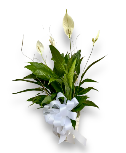 Peace Lily Plant small 