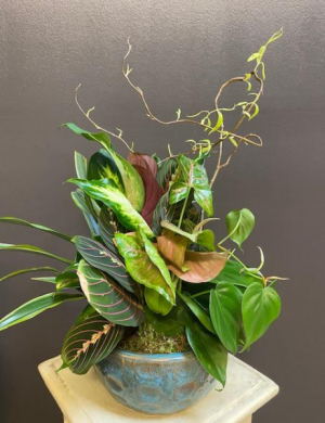 Small Plant Garden Plant Variation