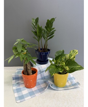 small plants in colorful pots green plants