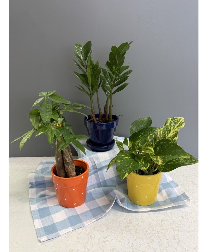 small plants in colorful pots green plants