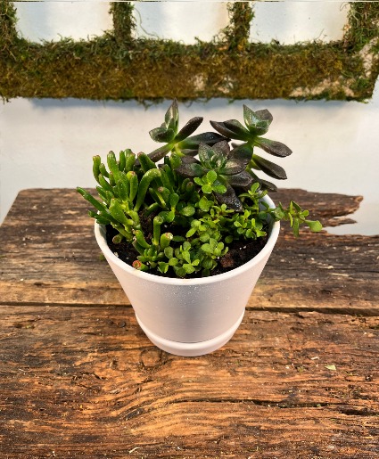Small Succulent Garden 
