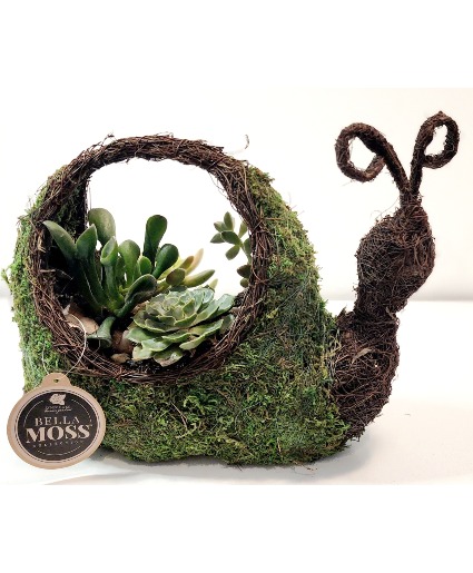 Snail Succulent Garden Plant