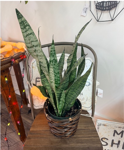 Snake 6” Plant