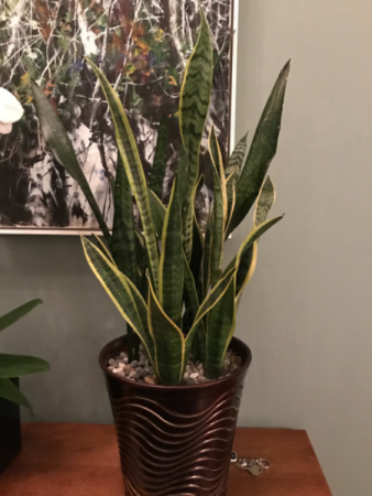Snake Plant 