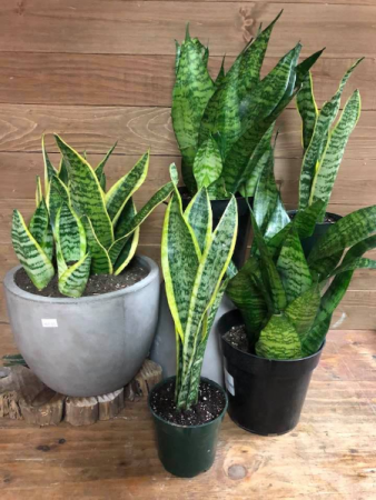Snake  Plant