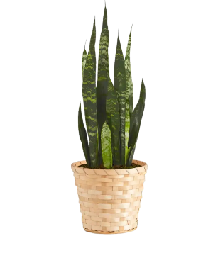 Snake Plant 6" 