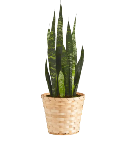 Snake Plant 6" 