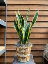 Snake Plant (6 inch) 