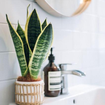 Snake Plant