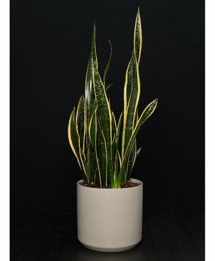 Snake Plant 