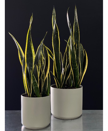 2 Snake Plant 