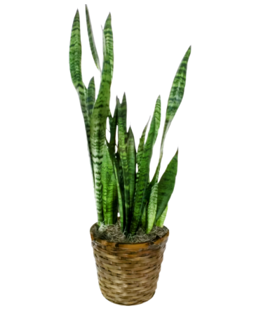 Snake Plant 8"  in Owensboro, KY | Ivy Trellis Floral