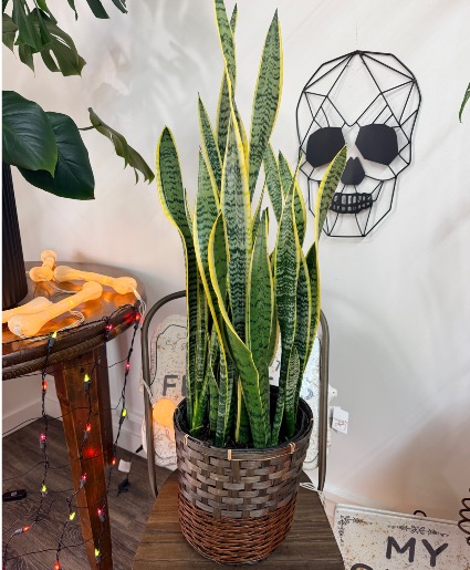Snake Plant 8” 