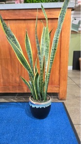 Snake Plant Containers Vary