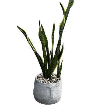 Snake Plant House plant 