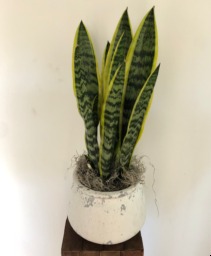 Snake Plant in a Ceramic Container 