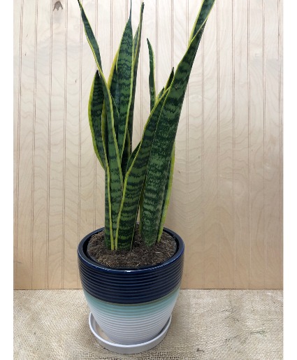 SNAKE PLANT IN CERAMIC  HOUSEPLANT