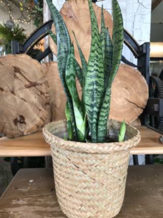 Snake plant Plant