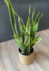 Snake Plant Plant