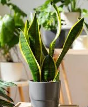 Snake Plant Plant
