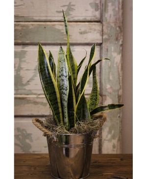 Snake Plant  Plants